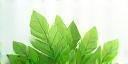 Evergreen Innovations Logo
